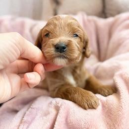 Ryder - Apricot male Cavapoo puppy in Battle Lake, Minnesota from Panda Puppies