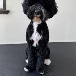 Rainier - Black female Australian Labradoodle puppy in Newdale, Idaho from Grand Peaks Labradoodles