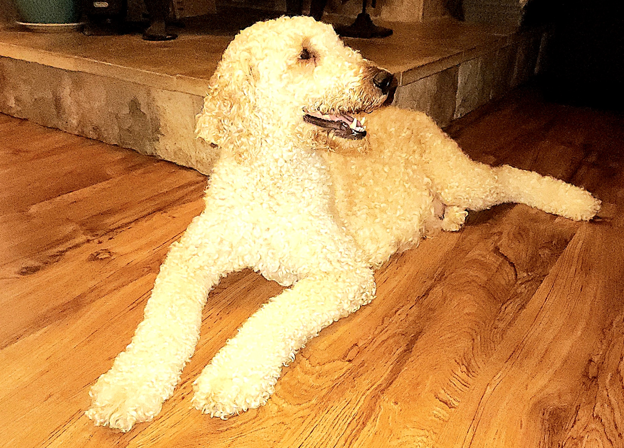 Aurora - Saint Berdoodle