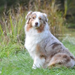 Dally - Australian Shepherd