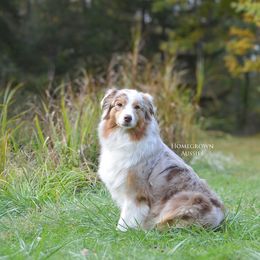 Dally - Australian Shepherd