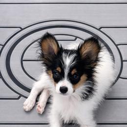 Papillon Puppies from HSF Papillons