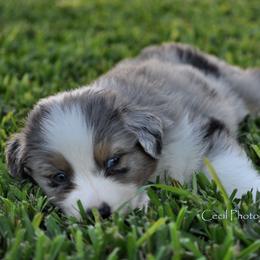 Australian Shepherd Puppies from Dovehawk Australian Shepherds