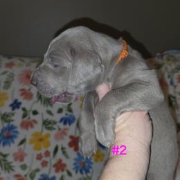 Great Dane Puppies from Heartfelt Danes