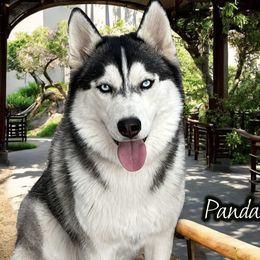 Panda - Black and white female Siberian Husky puppy in Madera, Wyoming from Anastasia Siberians