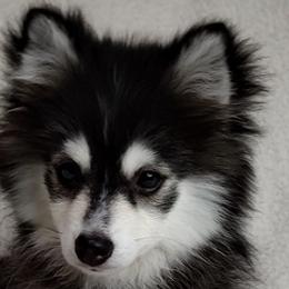 Pomskies from Puppy Pack