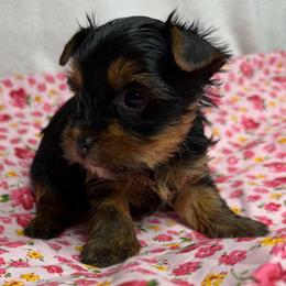 Honey - Black and tan female Yorkshire Terrier puppy in Clay, New York from Jill Brown