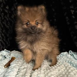 Missy - Orange sable female Pomeranian puppy in Greenville, Georgia from Breezy Hill Poms