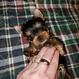 Yorkshire Terrier Puppies from LuvStruck Yorkies