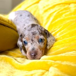 Rocket Pop - Gray (blue) and tan male Dachshund puppy in Austin, Texas from Duchess Daphne's Doxie Empire