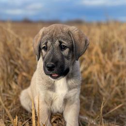 Anatolian Shepherd Dog Puppies from Wild Rooster Family Farm – AKC Anatolian Shepherd Breeder, OFA Health Tested