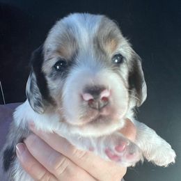 Linguine-Boy 3 - Dapple male Dachshund puppy in Bigfork, Minnesota from Dachshunds Up North