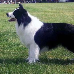 Rocky - Border Collie