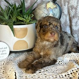 Hazel - Merle female Bernedoodle puppy in Bells, North Carolina from Neighborhood Poodles & Doodles