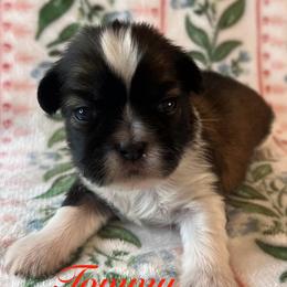 Tommy - Gold and white male Shih Tzu puppy in Hemet, California from Aloha Shih Tzu