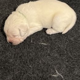 Cam - Yellow male Labrador Retriever puppy in San Diego, California from Sammieslabpuppies