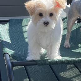 George - Parti male Yorkshire Terrier puppy in Forest, Virginia from Majestic Touch Kennels and Pet Services
