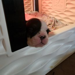 French Bulldog Puppies from Honey Hole Frenchies