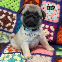 Rocky - Fawn male Pug puppy in Summerville, Georgia from Pearly’s Pugs & Pollywog Poodles
