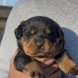 Green Collar (M) - Black and rust male Rottweiler puppy in San Antonio, Texas from VHWilliamsRottweilers