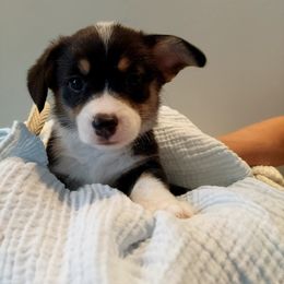 Pembroke Welsh Corgi Puppies from Patrick's Pembroke Welsh Corgis