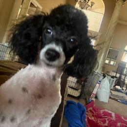 Dottie - Poodle