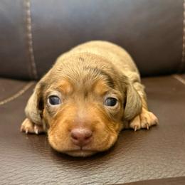 Tottie's Girl 1 - Dapple female Dachshund puppy in Joshua Tree, California from Desert Dreams Ranch