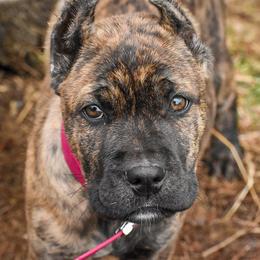 Cane Corso Puppies from Willow Creek Cane Corsos