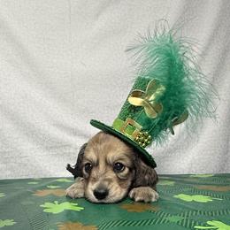 Phoebe - Cream female Dachshund puppy in Somerset, Pennsylvania from Rae’s Dapper Dachshunds