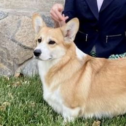 Ellie - Pembroke Welsh Corgi