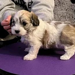 Havanese Puppies from Wyndward Havanese