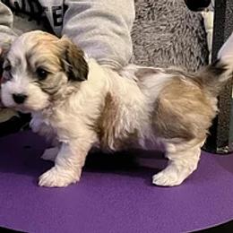 Havanese Puppies from Wyndward Havanese