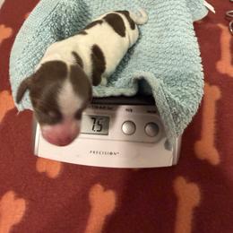 Non dapple - boy 3 - Piebald male Dachshund puppy in Irving, Texas from DFW Dachshunds by G & S