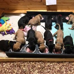 Great Dane All Grown Up from Pegasus Great Danes