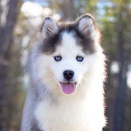 Lyric - Black and white male Pomsky puppy in Moultonborough, New Hampshire from Foxfire Arctic Spitz
