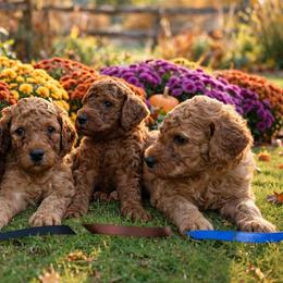Boy 2 - Red  male Poodle puppy in Mc Henry, Illinois from Sunset Maple Poodles
