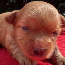 Coco - Chocolate tan and white female Biewer Terrier puppy in Bunnell, Florida from Royal Biewer and Royal Aussies