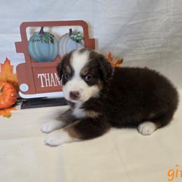 Girl 3 - Red tri-color female Australian Shepherd puppy in Lakeland, Florida from Diamond P Australian Shepherds