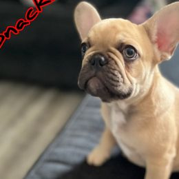 Snacks - Fawn French Bulldog puppy in New York from Bark2Basics.Frenchie