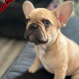 Snacks - Fawn French Bulldog puppy in New York from Bark2Basics.Frenchie