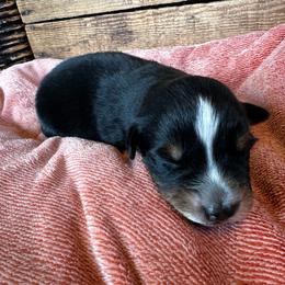 Girl 1 - Truffle - Black tri-color female Australian Shepherd puppy in Duluth, Minnesota from Frozen Nort Aussies