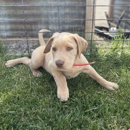 Champagne male -red - Champagne male Dilute Retriever puppy in Teton County, Montana from East Front Labradors & Treasure State Schnauzers