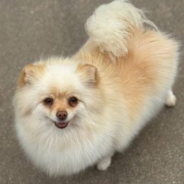 Lovey - Pomeranian