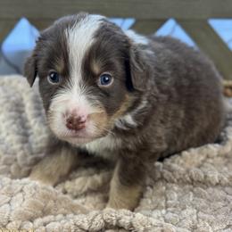 Girl 3: Poppy - Red tri-color female Australian Shepherd puppy in Volant, Pennsylvania from Addie's Aussies