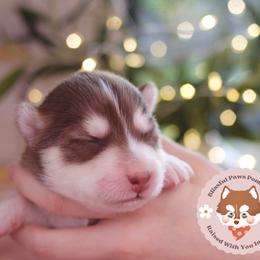 Brown Sugar - Red and white male Pomsky puppy in Trenton, Texas from Blissful Paws Pomskies