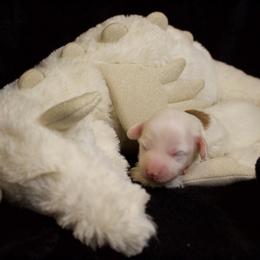 Squeal - Piebald female Dachshund puppy in North Reading, Massachusetts from The Well Tempered Dachshund