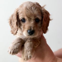 Oz - Apricot male Cavapoo puppy in Greenville, South Carolina from Reedy River Doodles