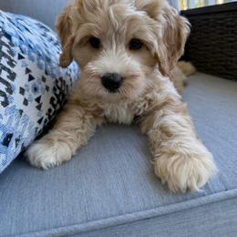 Jasper - Red male Australian Labradoodle puppy in Sacramento, California from Delta Breeze Labradoodles