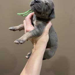 Green Collar - Blue male Great Dane puppy in Kimball, Michigan from Starlight Danes