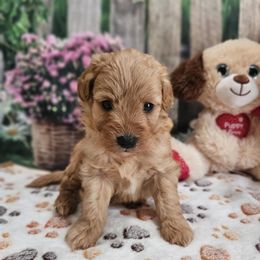 Brantley - Apricot male Cavapoo puppy in Lebanon, Missouri from Perkins Pups